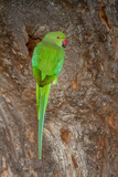 Ring-necked Parakeet 